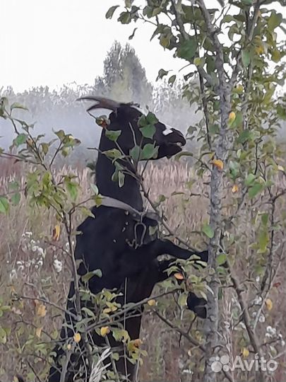 Козы, петушки