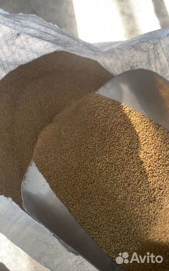 Продаю семена люцерны