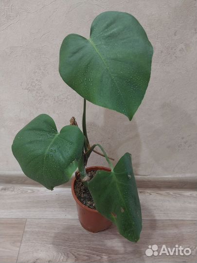 Монстера деликатесная крупная