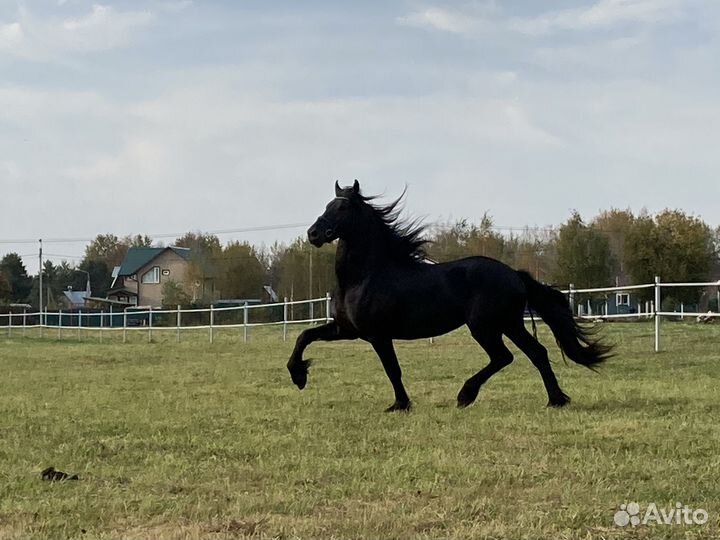 Фризский жеребец