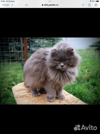 Кот, кошка, коты, котята из приюта