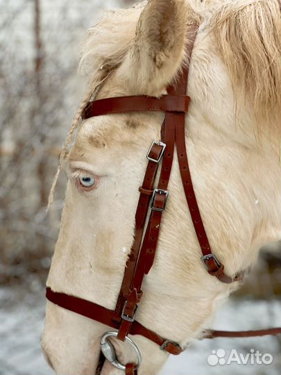 Уздечка для лошади full