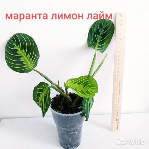Маранта Лимон Лайм купить в Санкт-Петербурге | Товары для дома и дачи ...