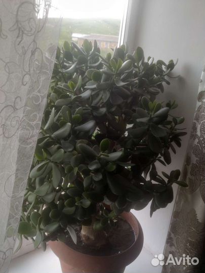 Толстянка(денежное дерево)