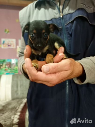 Щенки тойтерьера