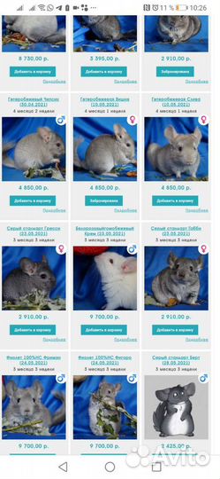 Корм шиншилл, песок, камень, фунгистоп