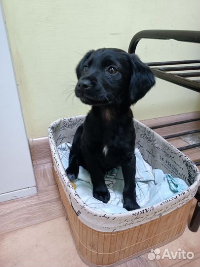 Собака спаниель (помесь)