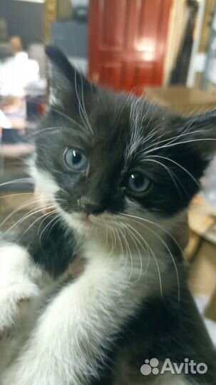 Котенок в добрые руки