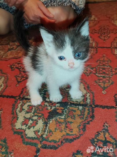 Кошка в дар