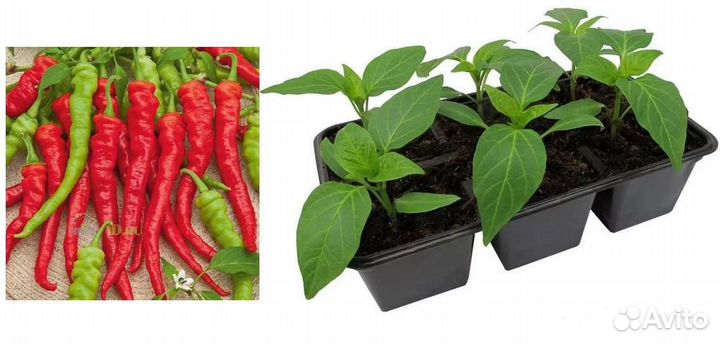 Рассада острого перца