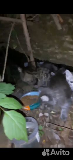 Домашние котята выброшены на улицу, нужен дом