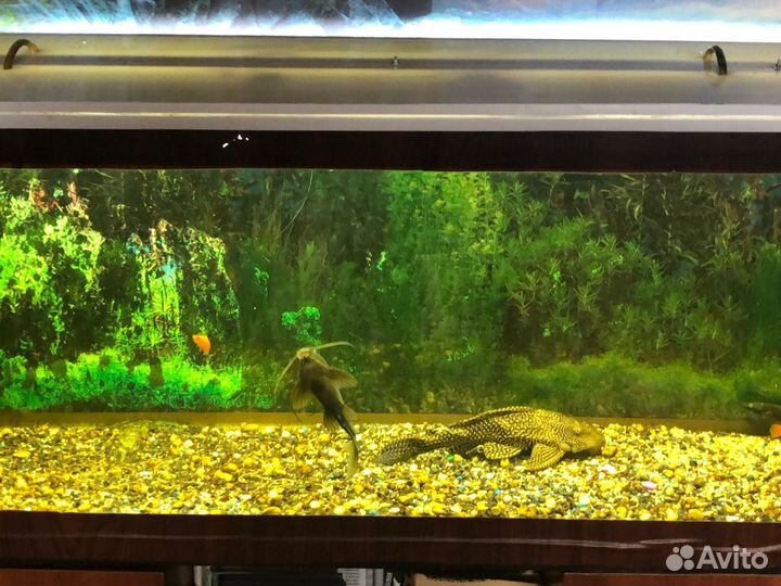 Аквариум