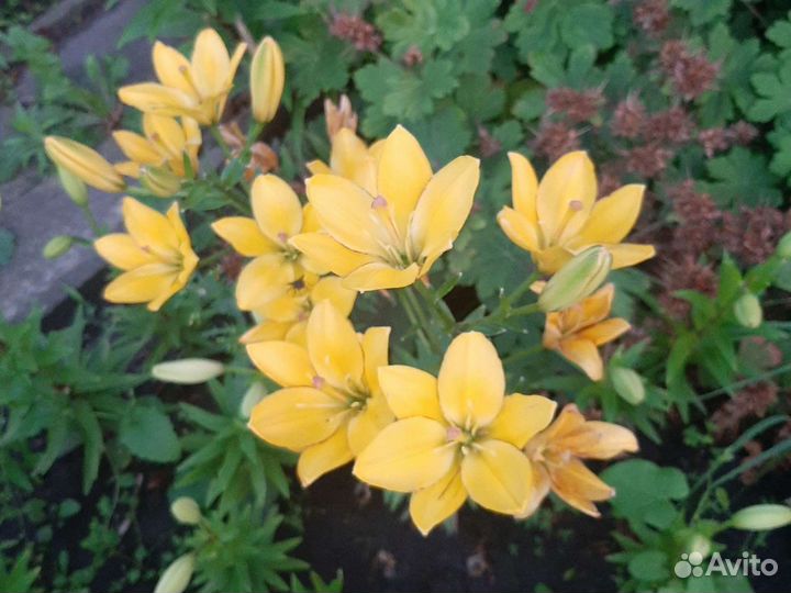 Лилия тигровая