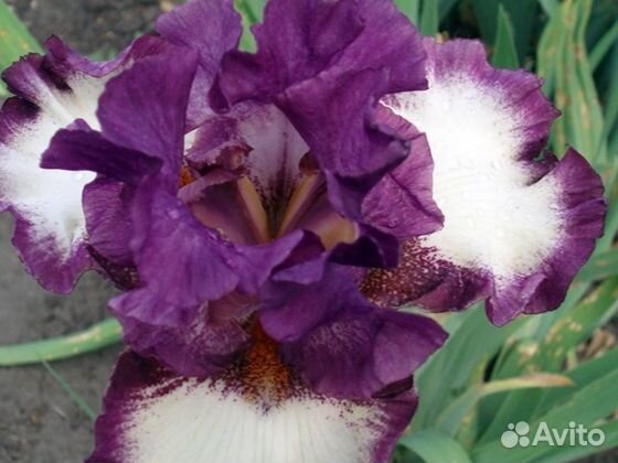 Ирисы сортовые (разные)