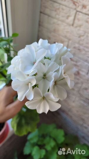 Пеларгония герань