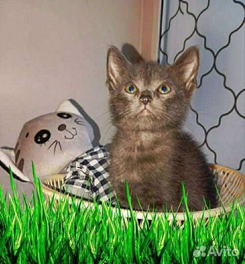 Котята ждут любящих сердец