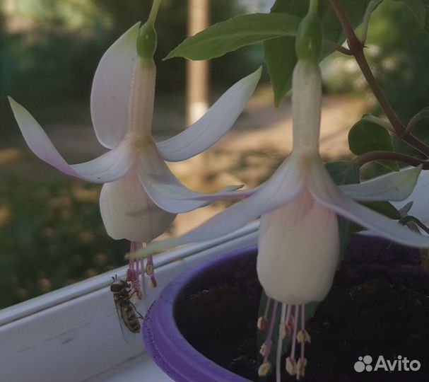 Фуксия Anabel