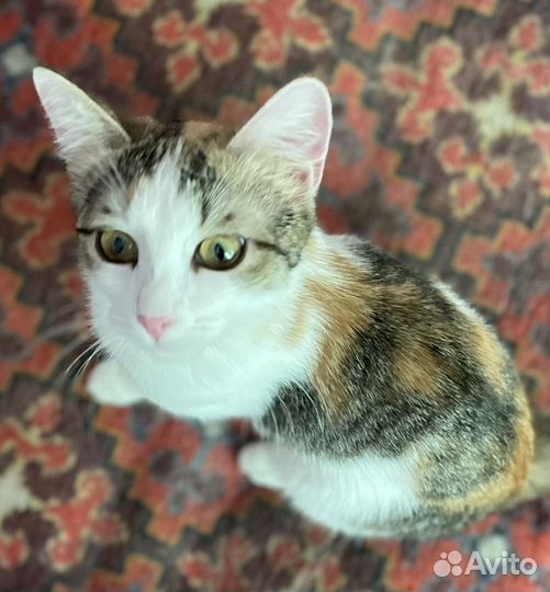 Котенок 9 мес девочка стерилизованная