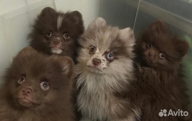 Маша и медведи -шпицы шоколадные ми-ми-мишки