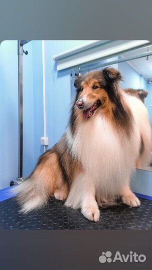 Стрижка собак и кошек на Кошевого