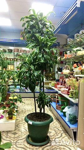 Пальма,Драцена,Юкка