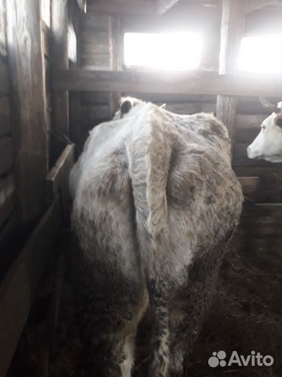 Корова стельная дойная