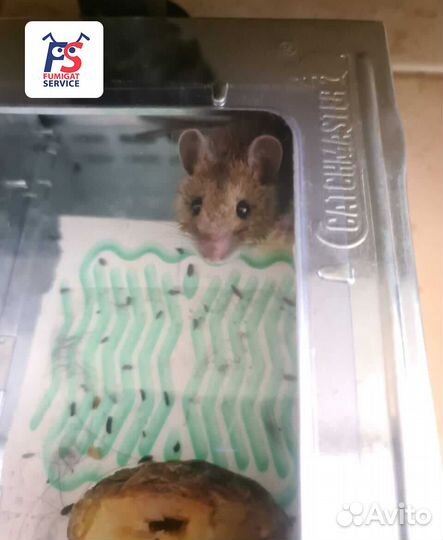 Мышеловка живоловка + средства от мышей Himiks