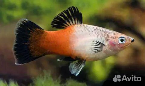 Аквариумные рыбки