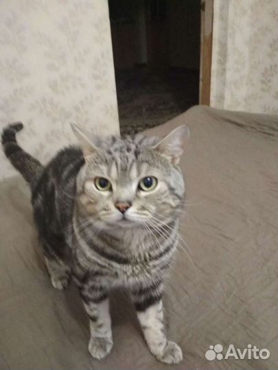 Британский кот для вязки
