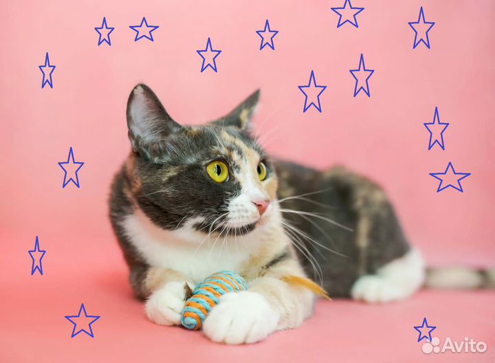 Трехцветная кошечка Мася