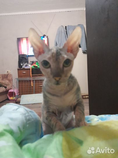 Донской сфинкс