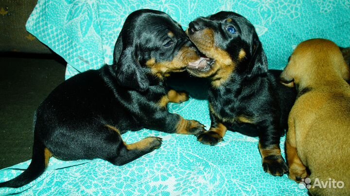 Такса стандарт щенки