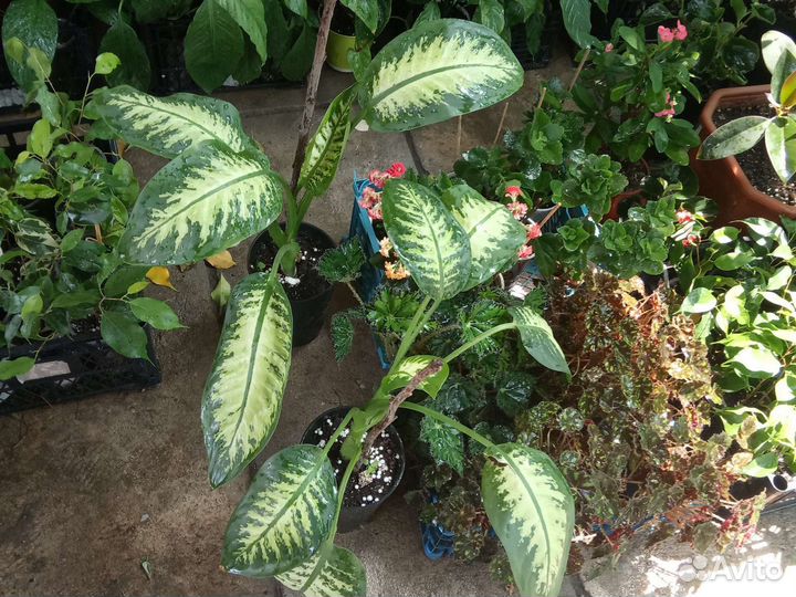 Диффенбахия