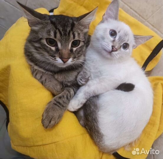 Кошка в дар бесплатно