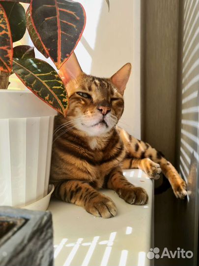 Бенгальский кот