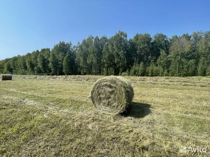 Сено в тюках