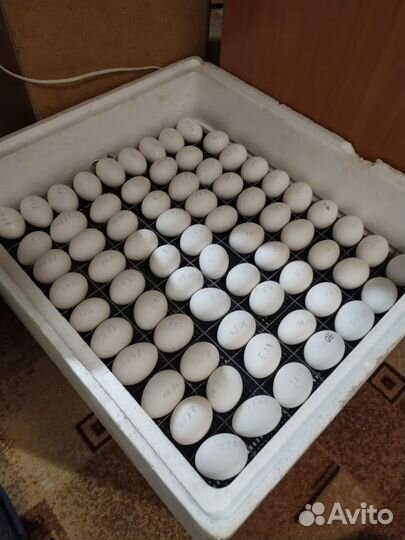 Инкубационное яйцо кур леггорн