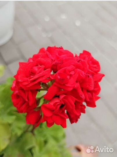 Пеларгония