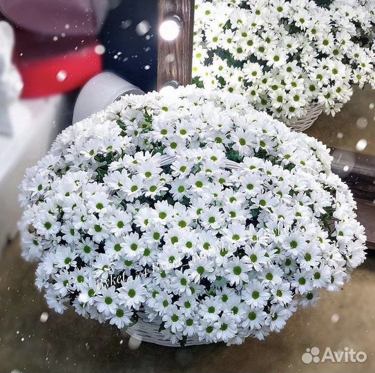 Большая корзина ромашек, доставка цветов