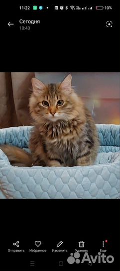 Косоглазки