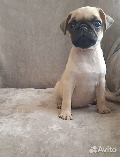 Девочка мопсик