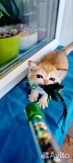 Золотая шиншилла девочка выставочная в брид