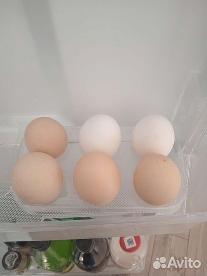 Продам домашние куриные яйца