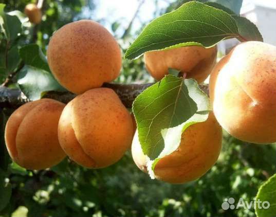 Саженцы Шарафуги Bella Gold