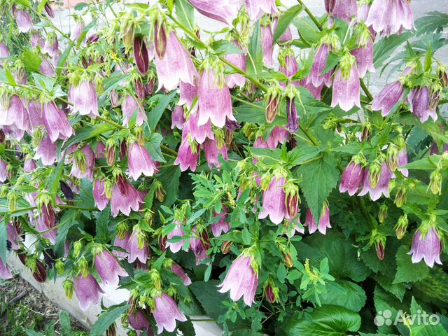 Многолетние цветы