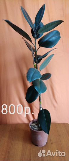 Фикус каучуконосный Диффенбахия