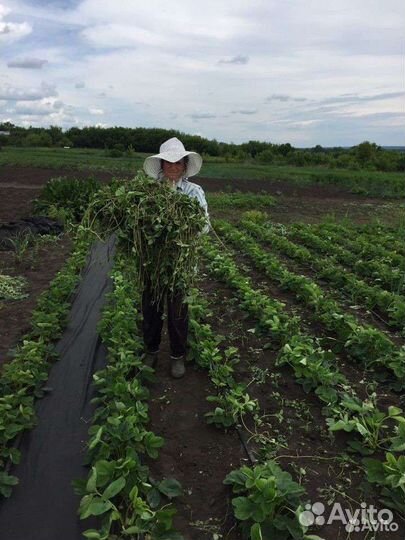 Саженцы-Рассада Клубники