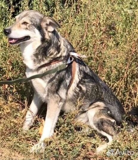 Собака бесплатно