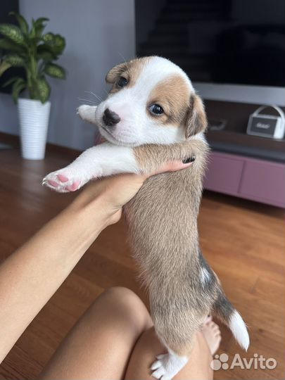 Джек Рассел терьер