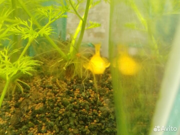 Аквариумные рыбки